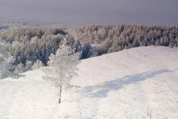 Zimní krajina s borovice sněhu vztahuje — Stock fotografie