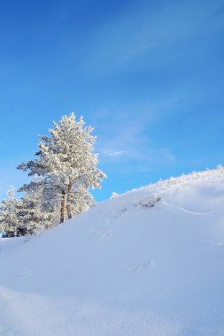 Güzel kış manzarası