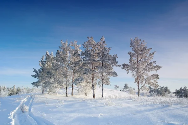 Вечерний зимний пейзаж с соснами на холме — стоковое фото