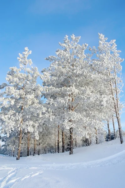 Paesaggio invernale, pini sulle colline — Foto Stock