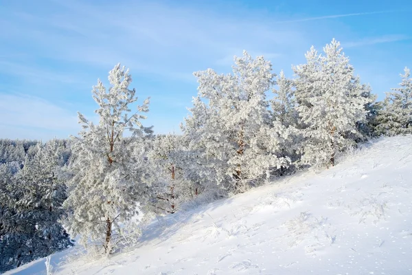 Paesaggio invernale, pini sulle colline — Foto Stock