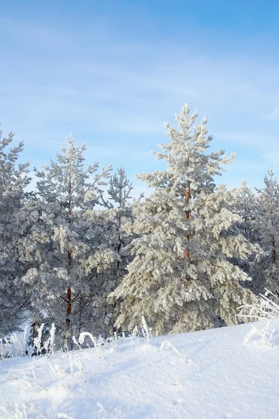 Sněhu krytá borovice — Stock fotografie