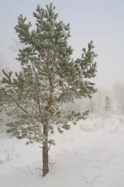 Inverno nebbioso paesaggio — Foto Stock