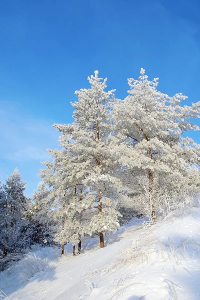 Prachtig winterlandschap — Stockfoto