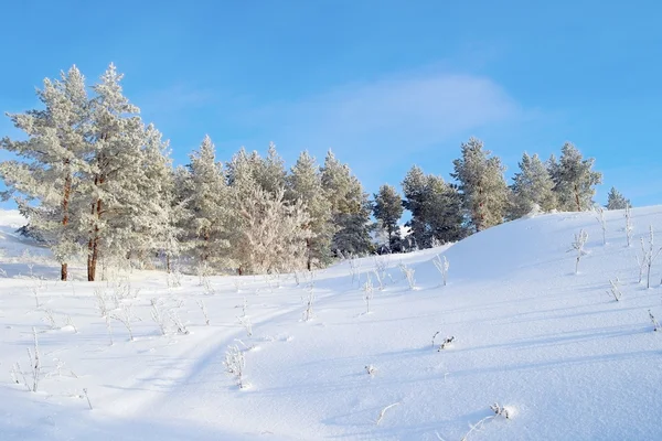 Hermoso paisaje de invierno, pinos cubiertos de nieve — Foto de Stock