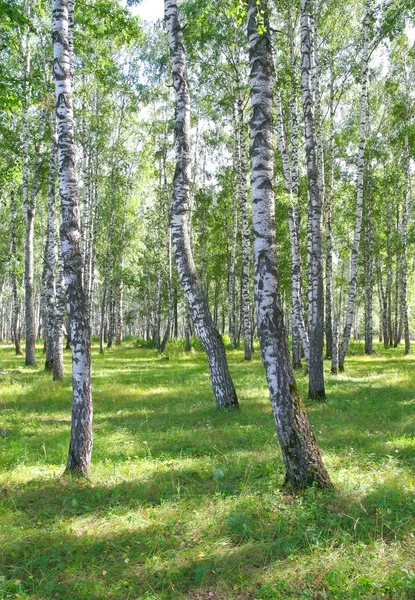 Linda paisagem de verão — Fotografia de Stock