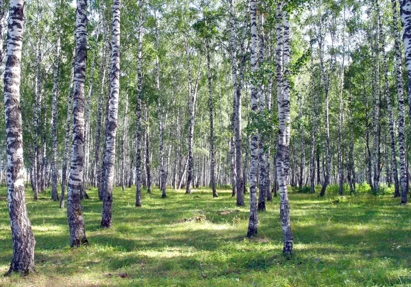Linda paisagem de verão em bosque de bétula — Fotografia de Stock