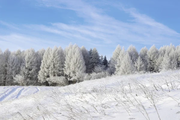 Beau paysage hivernal, arbres enneigés — Photo