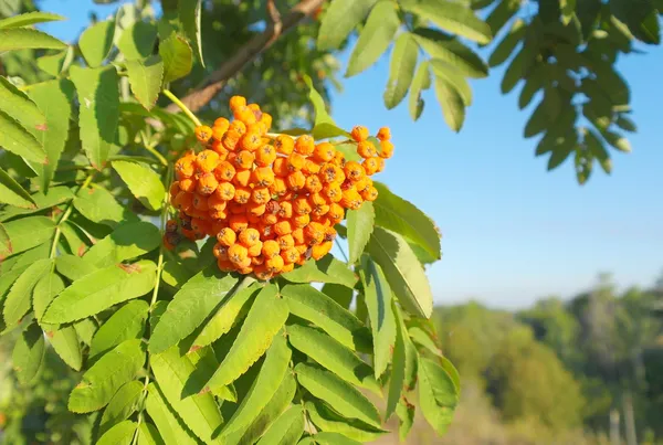 Autumn rowan berries on a tree — стоковое фото