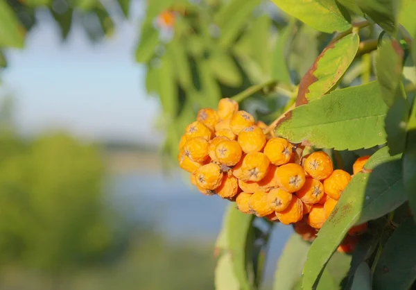 Autumn rowan berries on a tree — стоковое фото