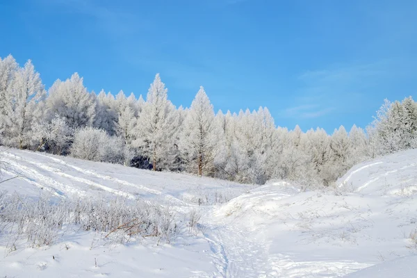 Beautiful winter landscape Royalty Free Stock Photos