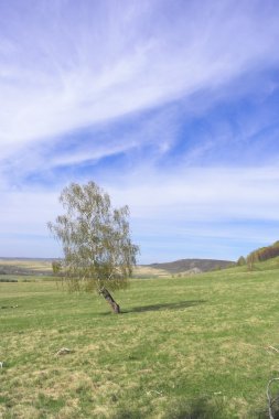 Güzel manzara ile yalnız huş
