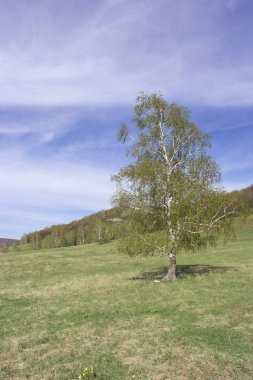 Huş ağacı ile güzel manzara