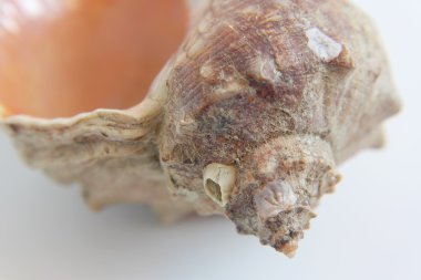 Deniz kabuğu makro görünümü doku