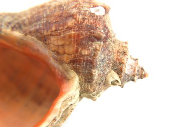 Deniz kabuğu makro görünümü doku