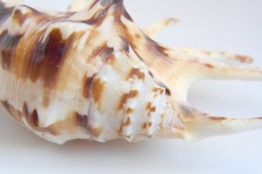 Deniz kabuğu makro görünümü doku