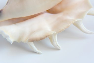 Deniz kabuğu makro görünümü doku