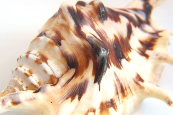 Concha do mar macro vista textura — Fotografia de Stock