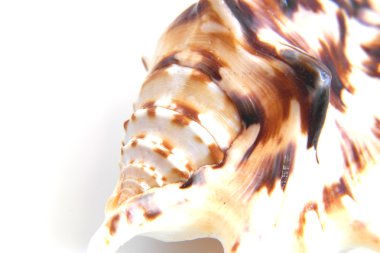 Deniz kabuğu makro görünümü doku