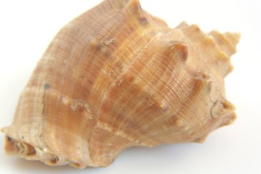 Deniz kabuğu makro görünümü doku