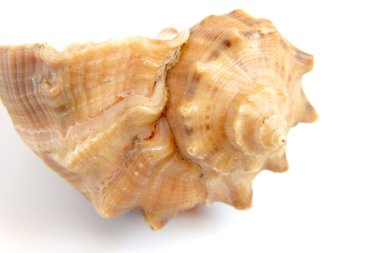 Deniz kabuğu makro görünümü doku
