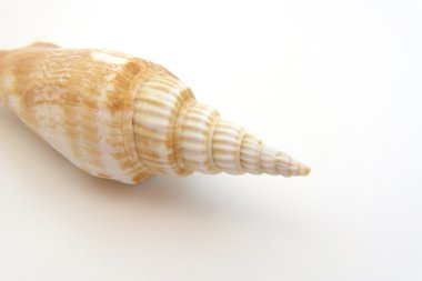 Deniz kabuğu makro görünümü doku