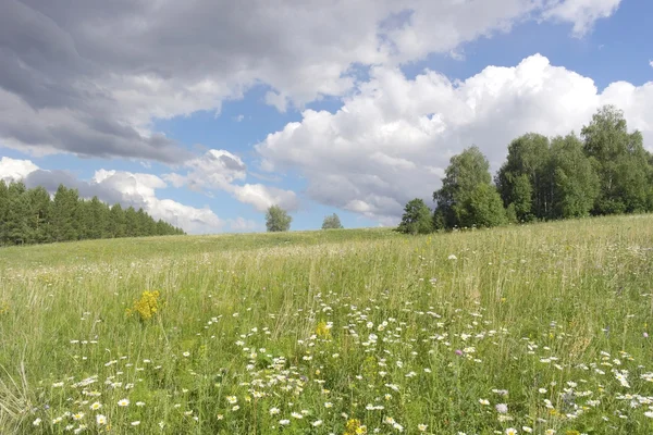 Prachtig zomers landschap — Stockfoto