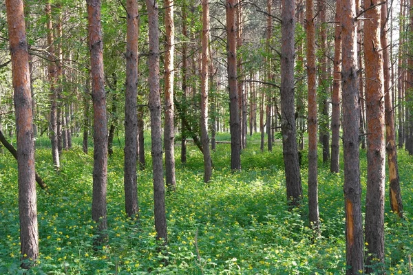 Paisagem de verão, floresta com pinheiros — Fotografia de Stock