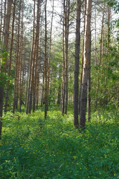 Zomer landschap — Stockfoto