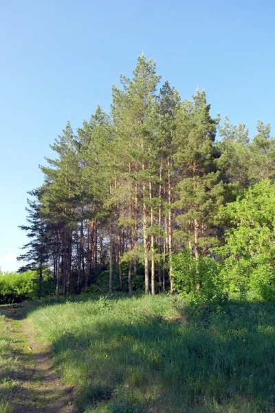 Zomer landschap — Stockfoto