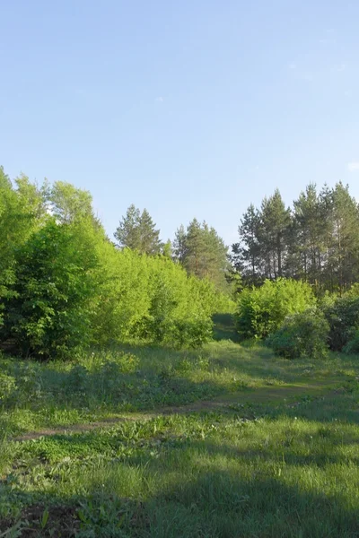 Paesaggio estivo — Foto Stock