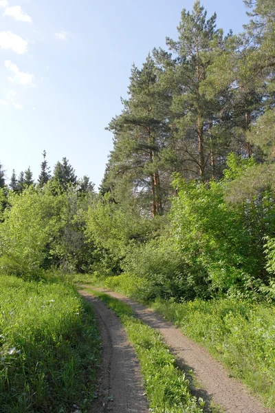 Sommerlandschaft im Wald — Stockfoto