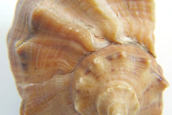 Morze muszla makro widok tekstura — Zdjęcie stockowe