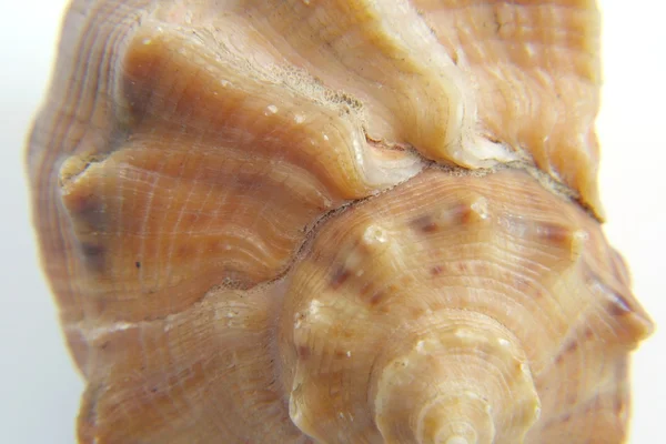 Sea shell macro vue texture — Photo