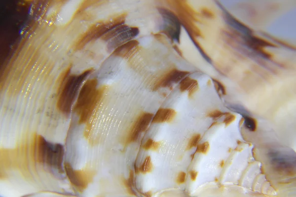 Sea shell macro view texture — Stock Photo, Image