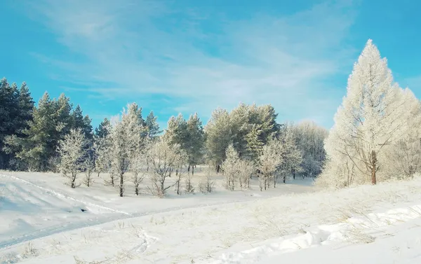 Красивый зимний пейзаж с деревьями — стоковое фото