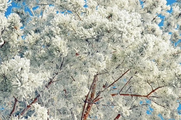 Větvičky borovice sněhem — Stock fotografie