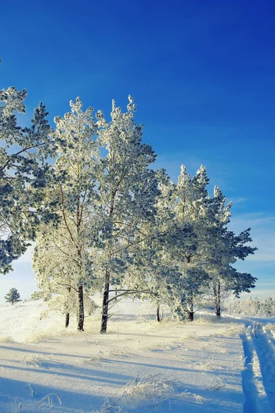 Evening winter landscape with pines — Stock Photo, Image