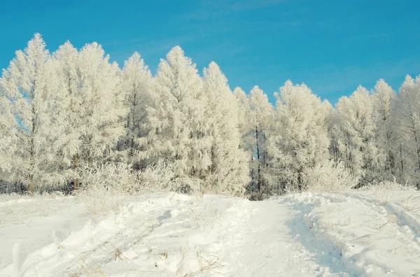 Красивый зимний пейзаж Лицензионные Стоковые Изображения