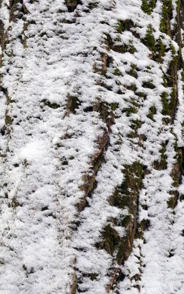 Textura Corteza Del Árbol Cubren Nieve —  Fotos de Stock