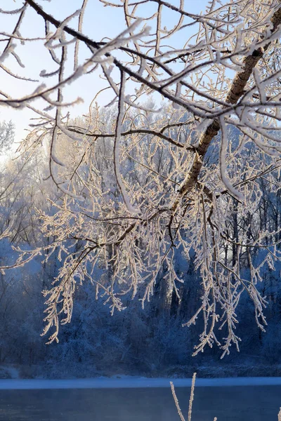 Zimní Větvičky Porostu Stromů Mělké Dof — Stock fotografie