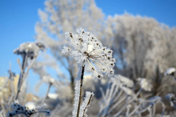 Twig Frost Cover Shallow Dof — 图库照片