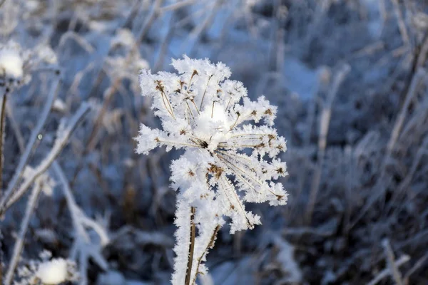 Twig Frost Cover Shallow Dof — Stockfoto