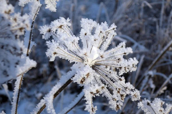 Twig Frost Cover Shallow Dof — Stock Photo, Image