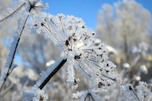 Twig Frost Cover Shallow Dof — Stock fotografie