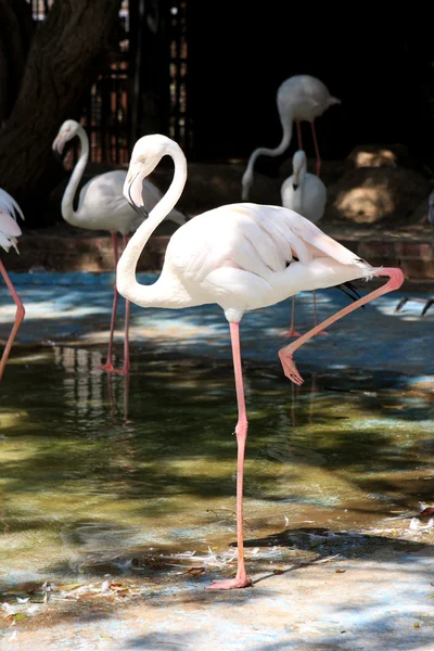 White flamingo — Stock Photo, Image