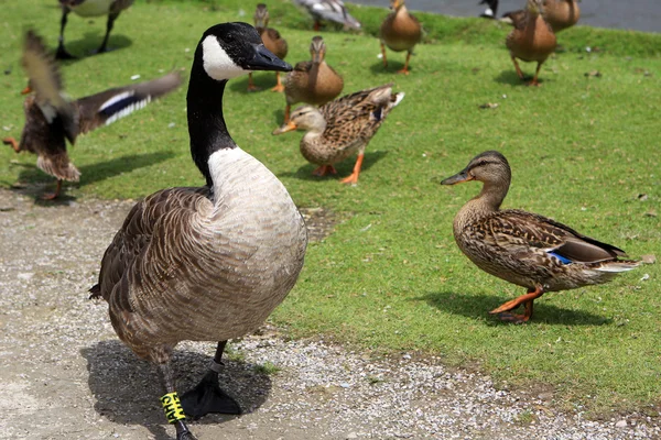 Goose and ducks — Stock Photo, Image