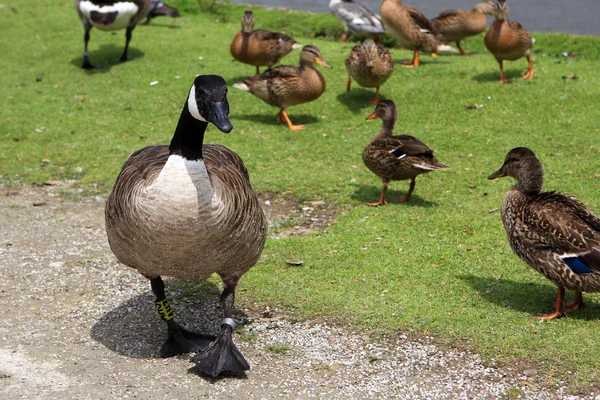 Goose and ducks — Stock Photo, Image