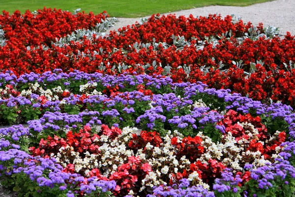 Macizo de flores — Foto de Stock