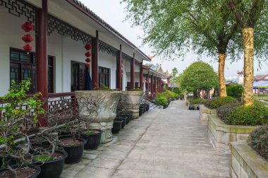 saksıda bitkiler